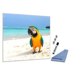 Sklenená magnetická tabuľa papagáj Ara štvorec